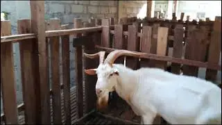 Part terahir pembuatan kandang kambing perah⁉️Ahirnya terwujud juga kandang impian