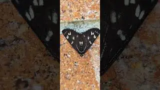 Cruria synopla&nbsp;(Forest Day-moth)