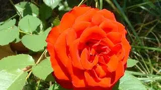 angiosperms are the most diverse plants
