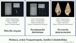 Molusco, orden Neogastropoda, familia Columbellidae anachis pyreneola elegans mollusca nigricans