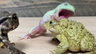 Small but powerful 🐸 Michael vs Godzilla [Australian green toad & green toad & stream toad]