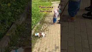 Прогулка Бастера #джекрасселтерьер #dog #собака #pet #dogs #pets #top