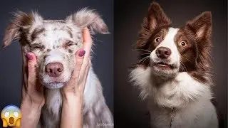 20 Emotions Dogs Express With Their Faces
