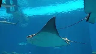 Rays | Stock footage | Copyright Free Planet6720 (No Attribution Require)