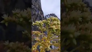 Aeonium Cuneatum | Tenerife Aeonium | Stonecrop