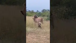 Wild Dogs Want to Save Brother From Lion