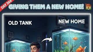 GIVING THEM A NEW HOME! 🏠 Moving My Fish Tank Mates | Day 266 | Asif Ali Shaikh