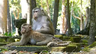 Wilderness in quiet |Monkey Libby takes time to groom Leo before SHE goes to her naps