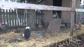 Chicken7