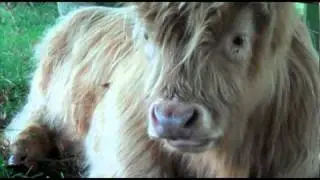 Morag the Highland Cow (3)