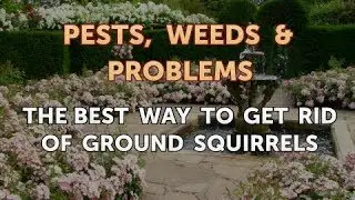 The Best Way to Get Rid of Ground Squirrels