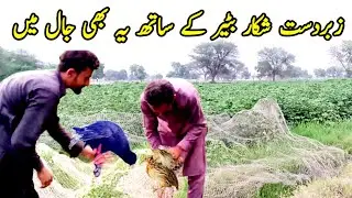 batair ka shikar 2025 / bird hunting with net / quail Bird Hunting Tricks very munda