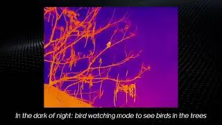 Watching the birds in the trees in the dark night with Hawkeye Ai15