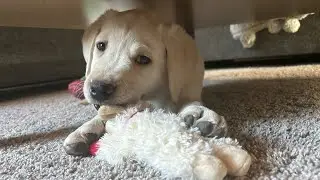 Lab Puppy, BUDDY THE ELF, Meets His New Parents & HDL Relatives! #labrador #puppy #cutepuppies