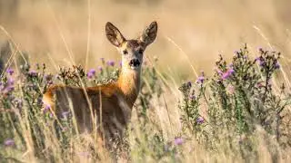 Yann Martin - Run in the Old field