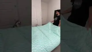 Sapphie the pomsky POV making sure daddy does all the chores