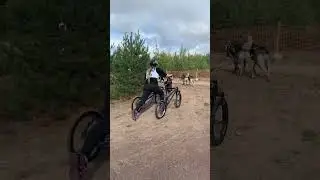 Husky dog sled mushing race