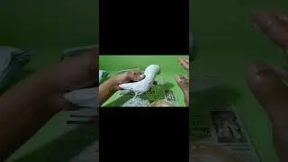 realistic parrot sculpturing unsing white cement #@kkarts-11sep2 #painting #art