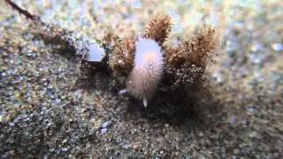 Diaphorodoris lirulatocauda 1