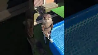 Con r&aacute;i c&aacute; n&agrave;y rất BUỒN B&Atilde; v&igrave; bể bơi bị Đ&Oacute;NG BĂNG 🦦 🥺