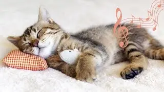 MUSIQUE POUR CHAT: 1h de musique relaxante avec ronronnements pour aider les chats à dormir. 💖 ♬ ♬