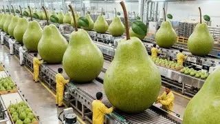 Pear Desserts Manufacturing Process | Inside Food Factory Production