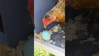 Did the ceramic eggs stop the egg pecking hen?!
