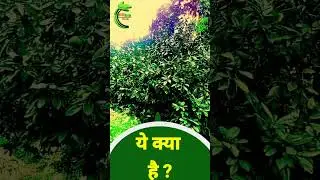 #agriculture #cultivation #farming #tomato #trending #trending #catchup #top #fact #lemon#lemonade