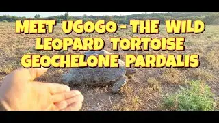 MEET UGOGO - THE WILD LEOPARD TORTOISE ☆ GEOCHELONE PARDALIS ☆ CONSERVATION RESEARCH ON TORTOISES
