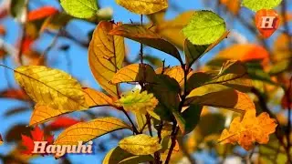 Աշուն է, Աշուն 🍃🍂🍁 Ashun e, Ashun