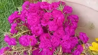 Colhi algumas abóboras e fiz dois lindos vasos de flores  