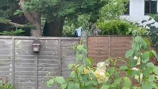 Squirrel raids the nutbox a couple of times