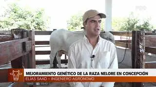 Mejoramiento genético de la raza Nelore en Concepción