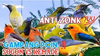 Gampang Manggil 💯 || Suara Pikat Burung Sogon Vs Cit Kemade Ampuh Poin Jantan‼️