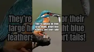 Познакомьтесь с зимородком! Красивая синяя птица!