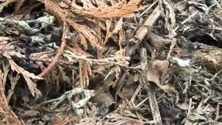 Bombus pratorum (Early Nesting bumblebee) rebuilding nest