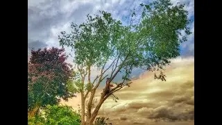 Stef's Willow 2 & Alpine Tree Care