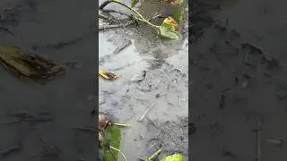 Village CatFish Fishing #shorts