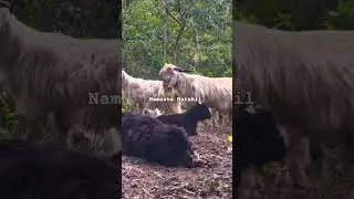 top quality bhotia dog ❤️❤️ himalayan sheep dog #animals lover @namasteharshil