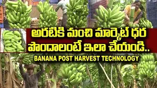 అరటి రైతు అధిక లాభాలు గడించాలంటే ఇలా చేయాలి || Banana - Post harvest Technology ||  Karshaka Mitra