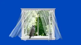 Owl Green Screen Chroma Key HD Video Effect