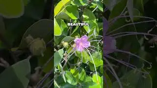 STUNNING & TOUGH NATIVE: Grow The WIldlife Attracting Jamaica Caper In Your Florida Garden! #garden