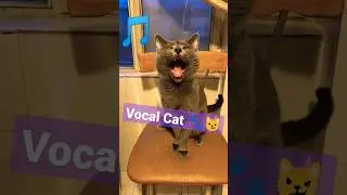 The Funniest Cat Meow Fails #catshorts #catmeow