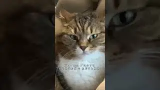 Кошка в шоке 😨