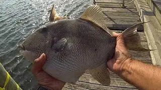 BIG TRIGGER FISH - Long Island Pier fishing - Late Summer TRIGGERFISH (SURF TRIGGERS)