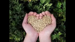 PHYTINS&Auml;URE IST GESUND!!! PHYTATE GEGEN KREBS, GEGEN OSTEOPOROSE, GEGEN HERZKRANKHEITEN