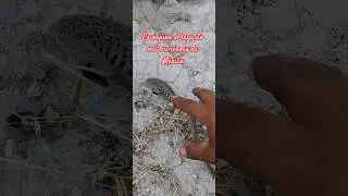 el escorpi&oacute;n es el lagarto m&aacute;s venenoso de M&eacute;xico y el mundo?