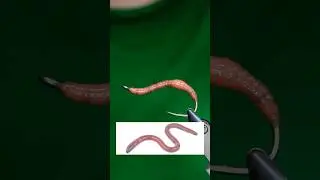 Earthworm Fly!