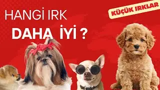2025 Yılında Küçük Irk Köpeklerden Hangilerini Tavsiye Ederim? Hangilerini Tavsiye Etmem?