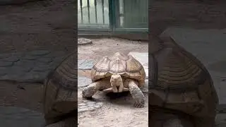 Tai Chi Walking in Hong Kong 🇭🇰 | Slow Steps, Deep Power, Urban Calm #turtle #tortoise #taichi